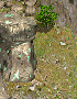 bergarbeiter.gif